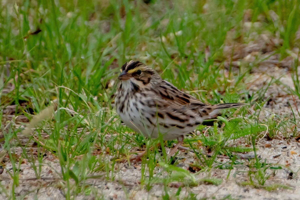 Savannah Sparrow - ML336471701