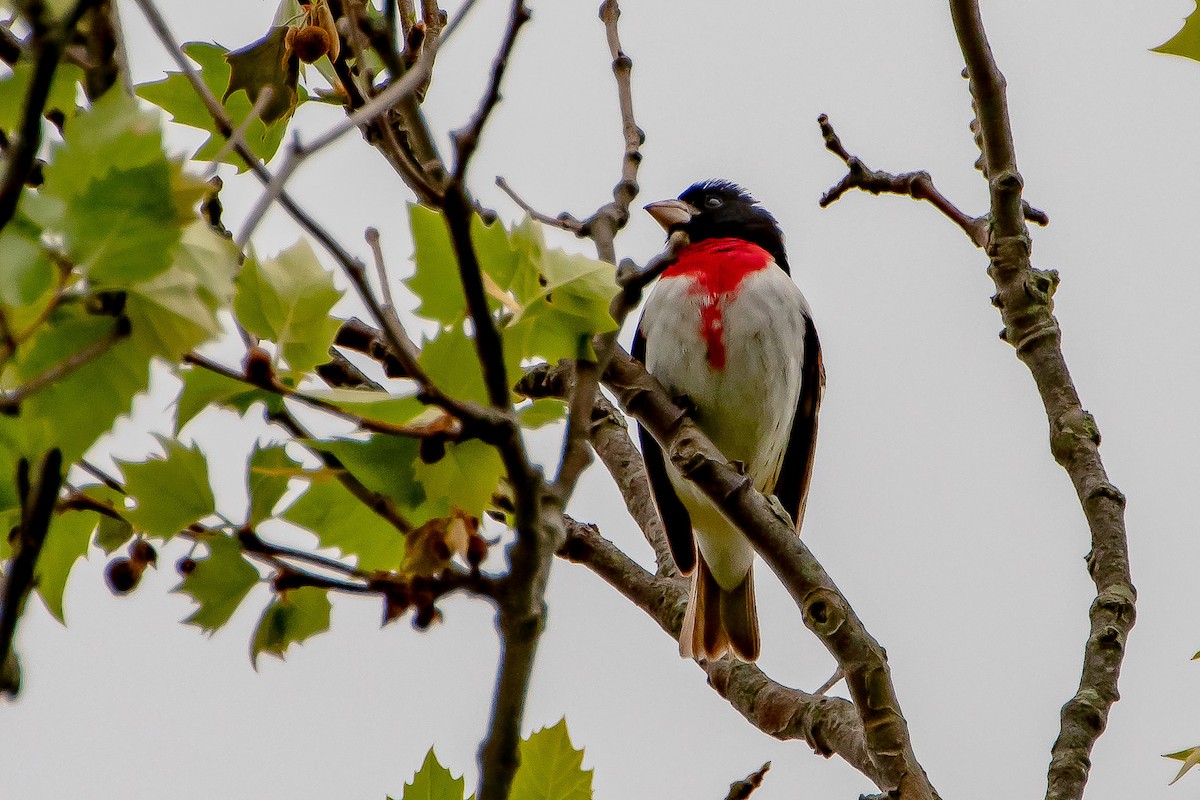 Rose-breasted Grosbeak - ML336471791