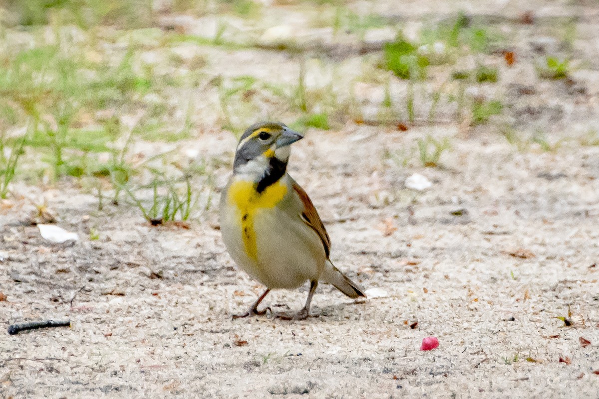 Dickcissel - ML336471921