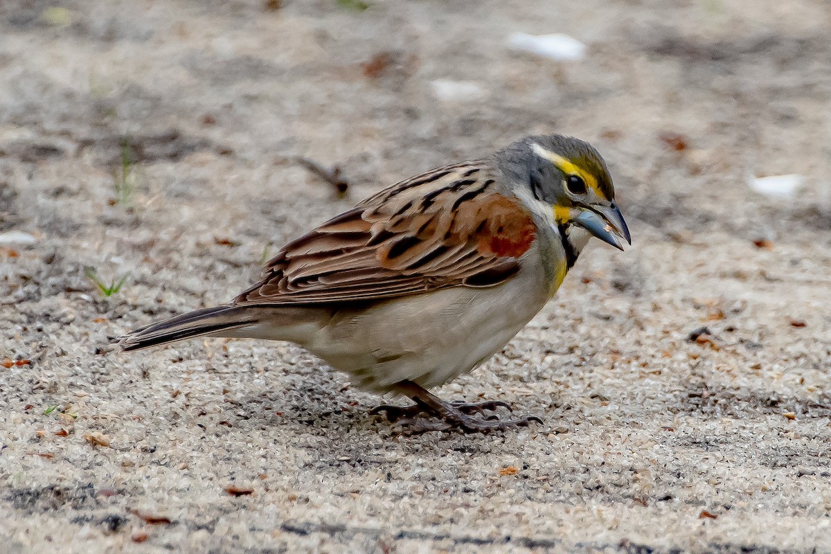 Dickcissel - ML336471941