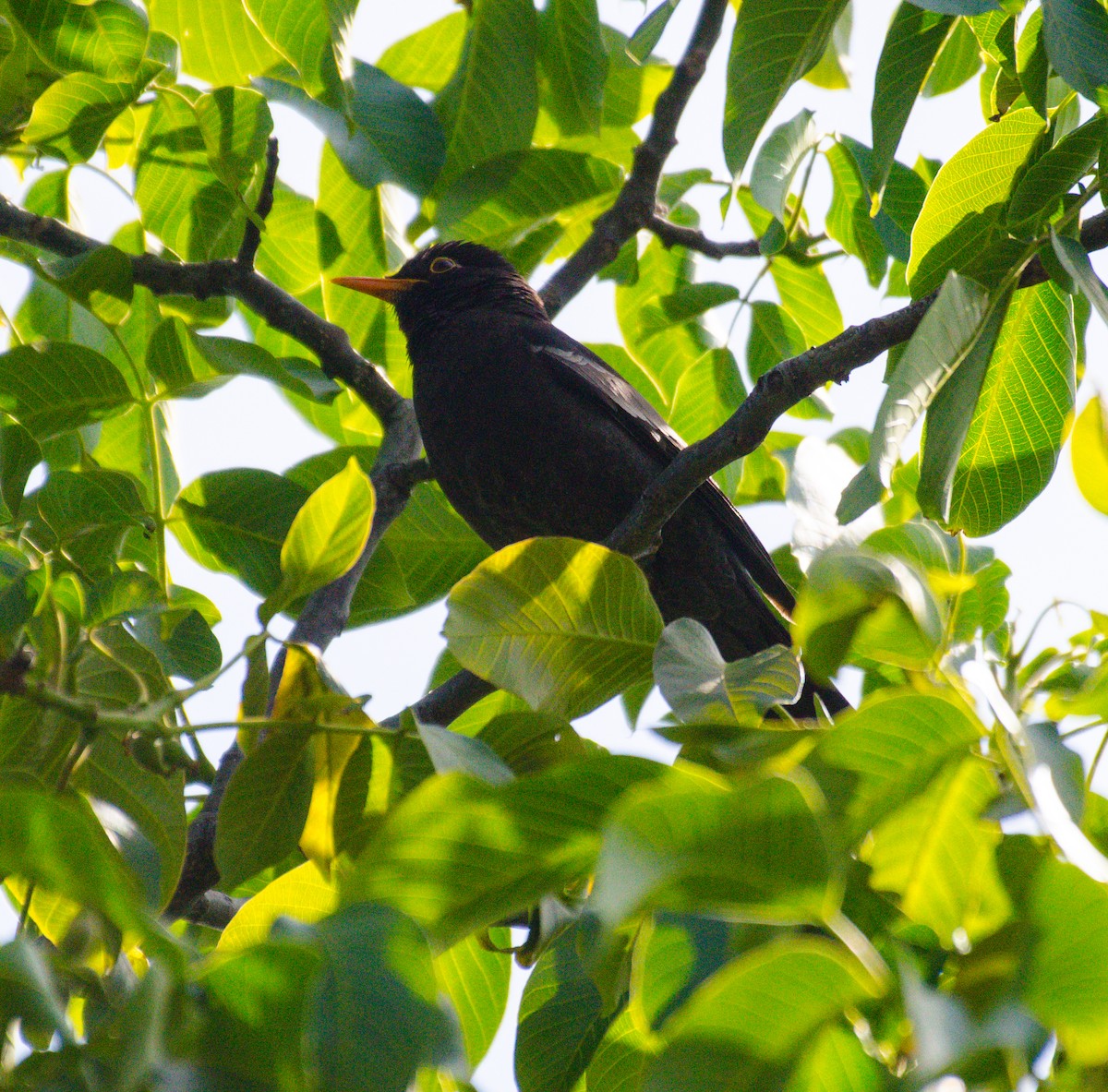 Gray-winged Blackbird - ML336472011