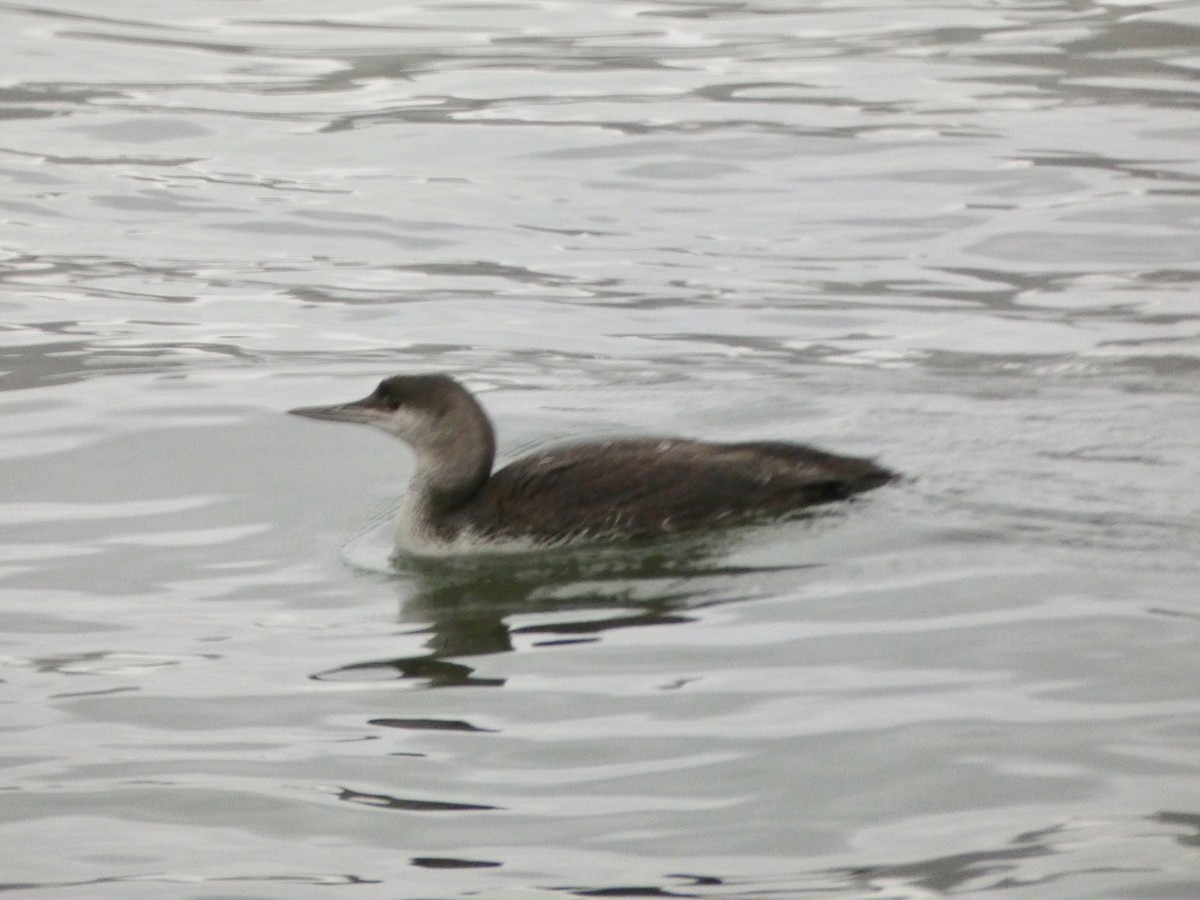 Red-throated Loon - ML336472051