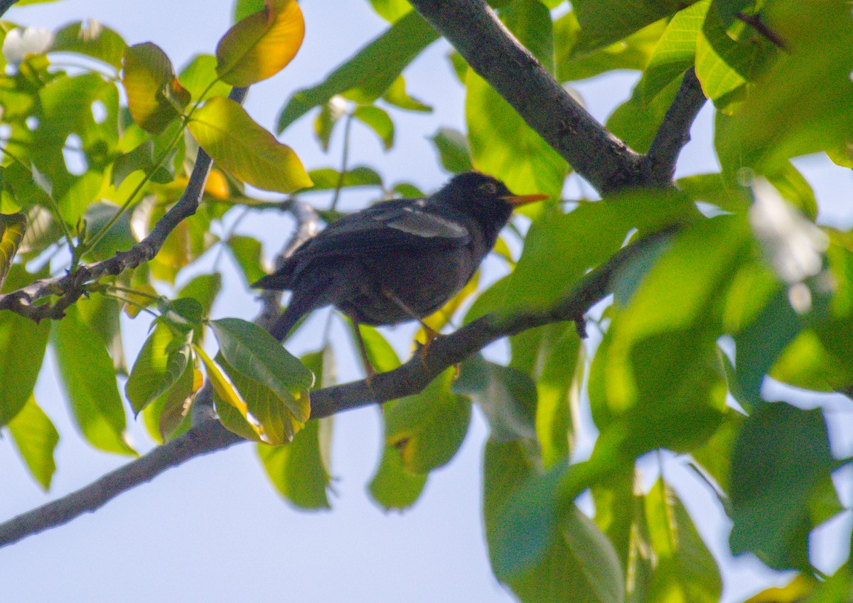 Gray-winged Blackbird - ML336472091