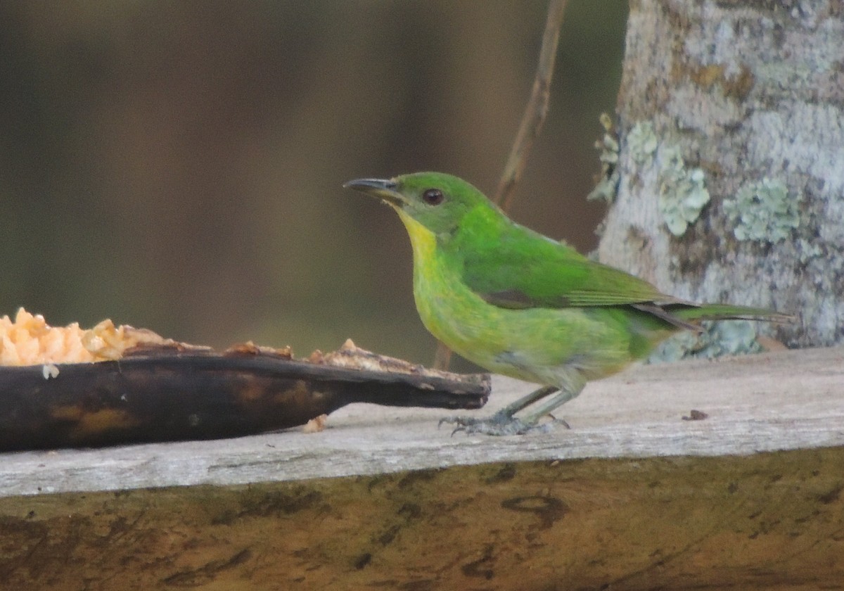 Green Honeycreeper - ML33647331