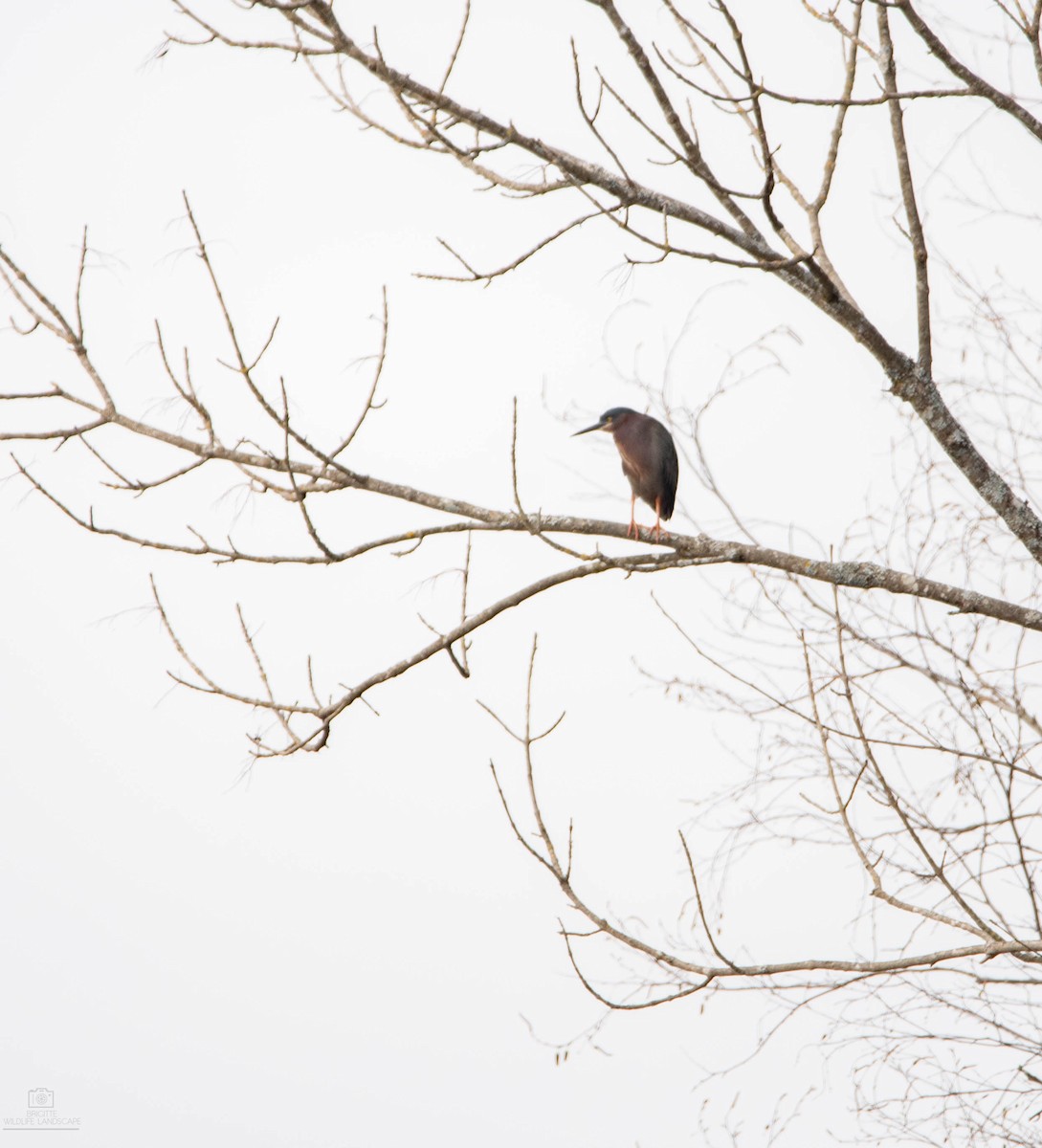 Green Heron - ML336474021