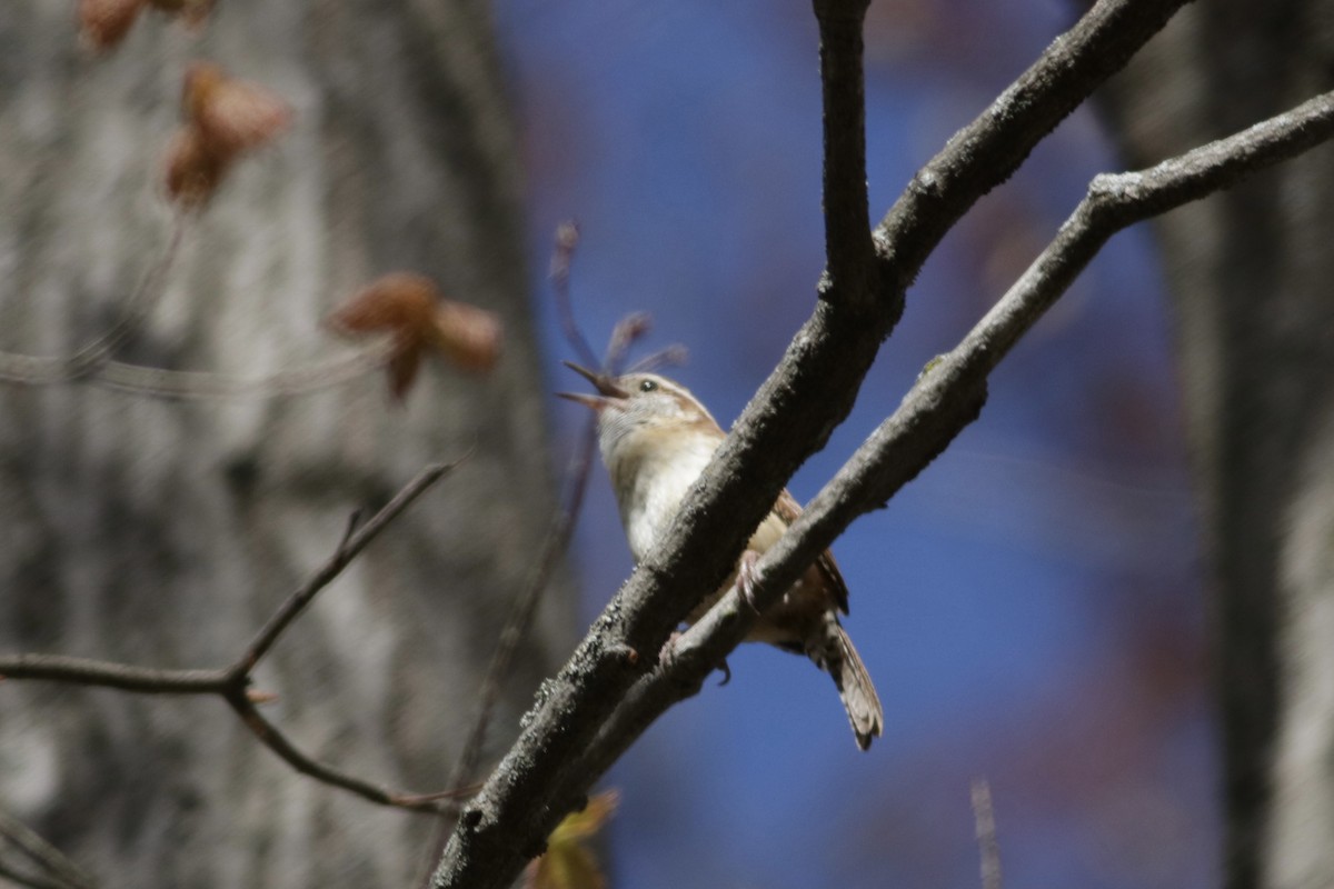 Carolina Wren - ML336474211