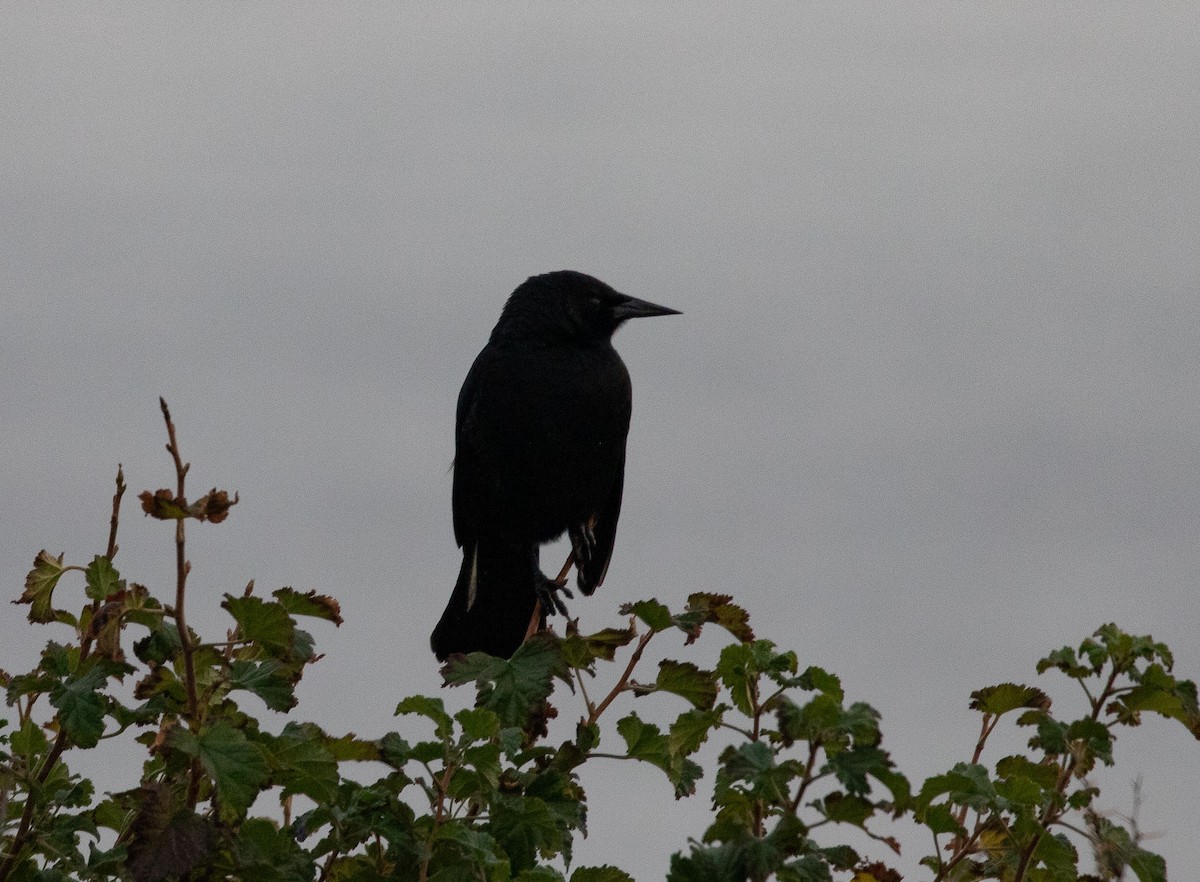Austral Blackbird - Santiago Imberti