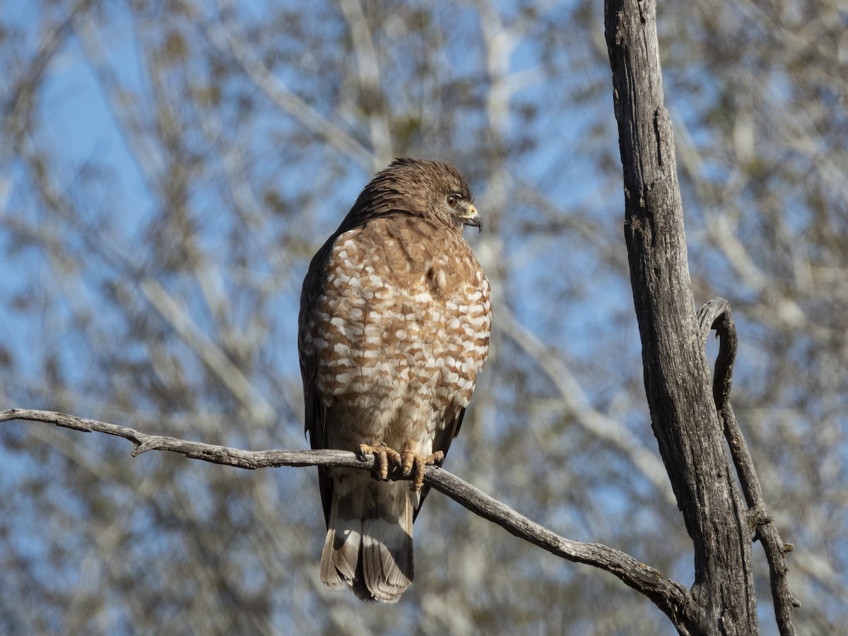 Broad-winged Hawk - Jack Lefor