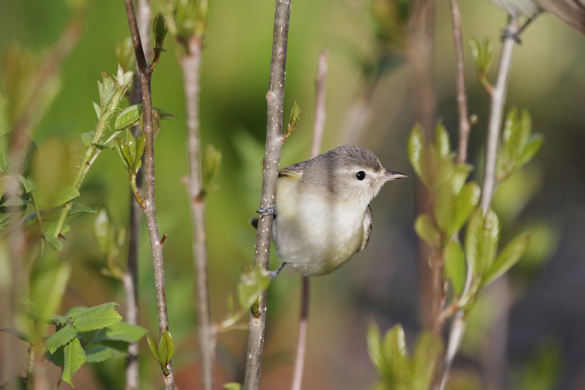 Eastern Warbling Vireo - ML336476851