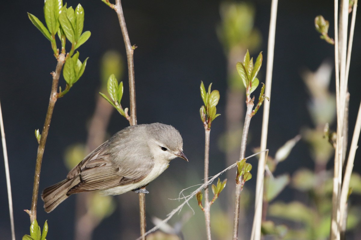Eastern Warbling Vireo - ML336476861