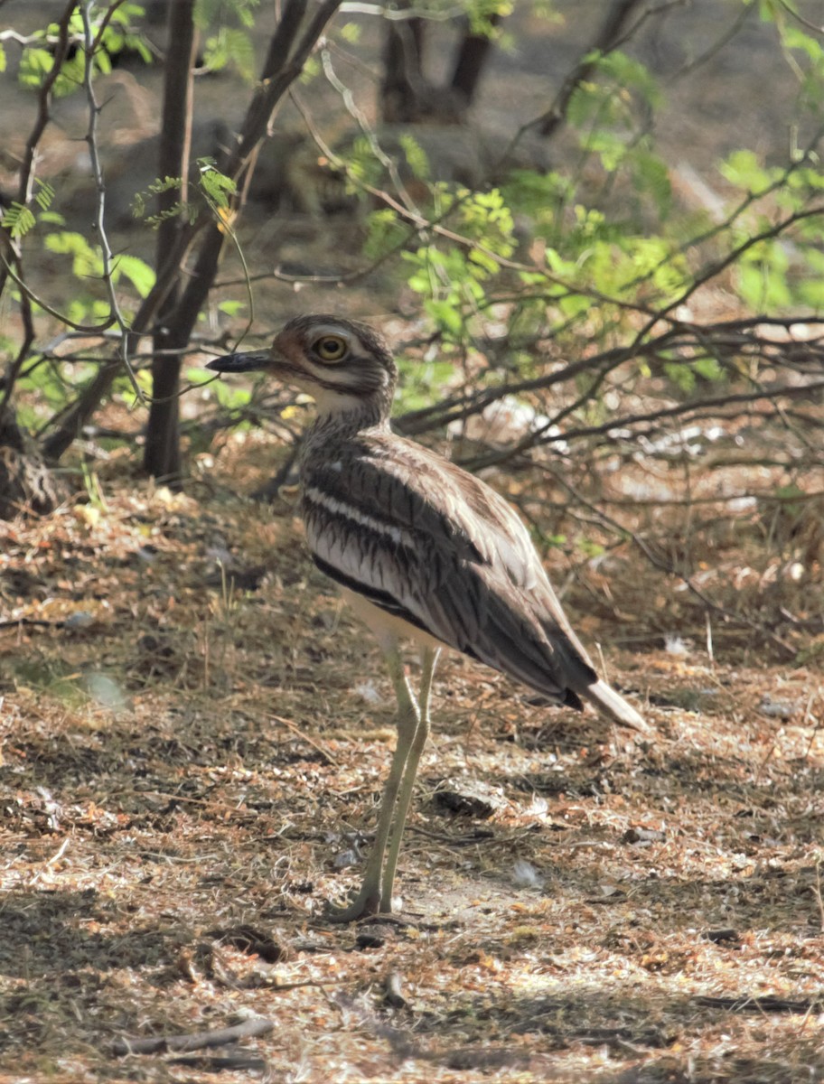 Indian Thick-knee - ML336477001