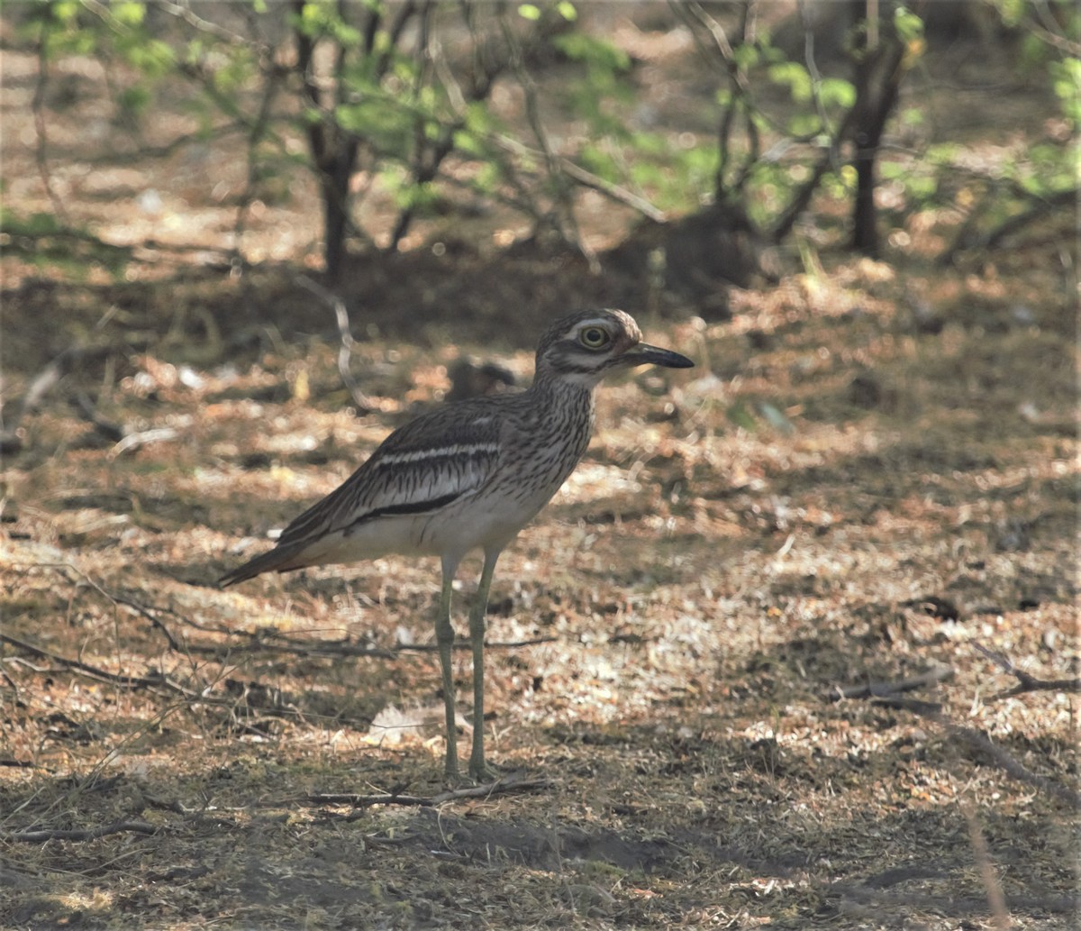 Indian Thick-knee - ML336477041