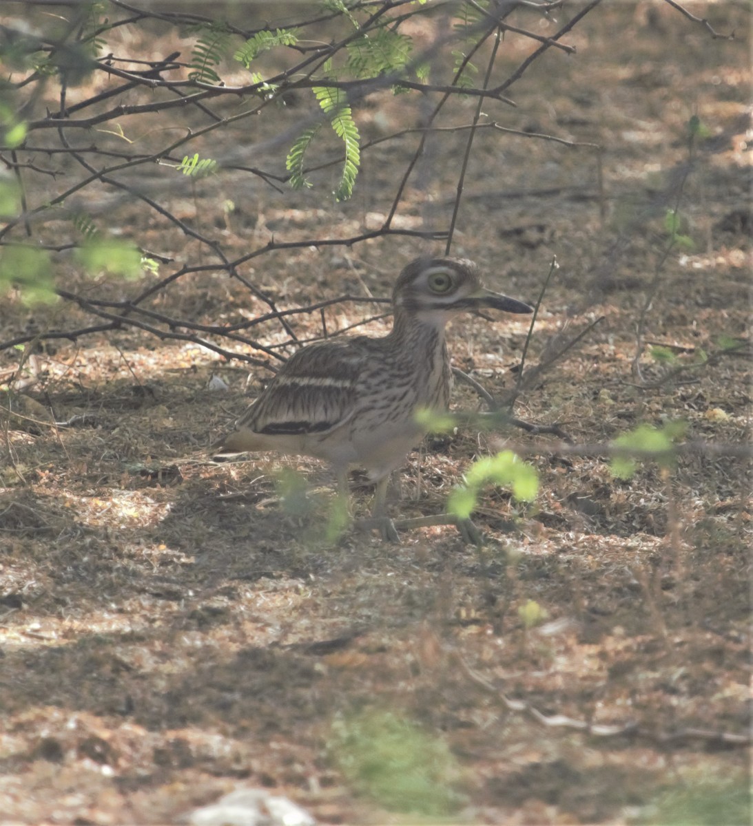 Indian Thick-knee - ML336477131