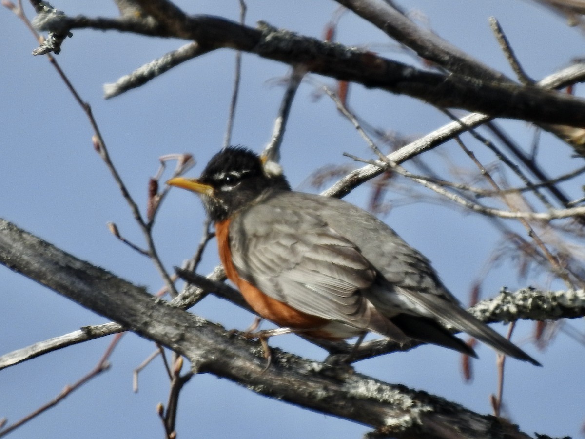 American Robin - ML336477531