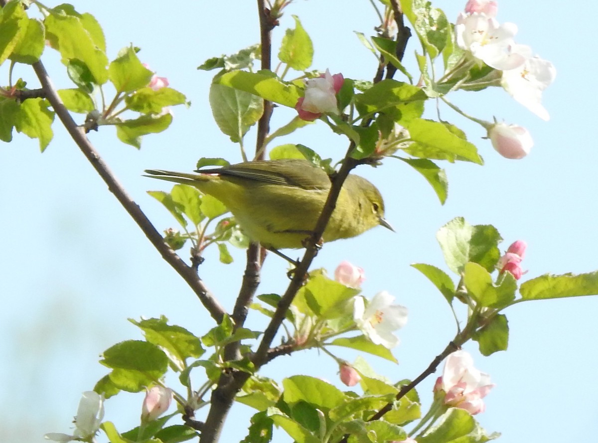 Orange-crowned Warbler - ML336478491