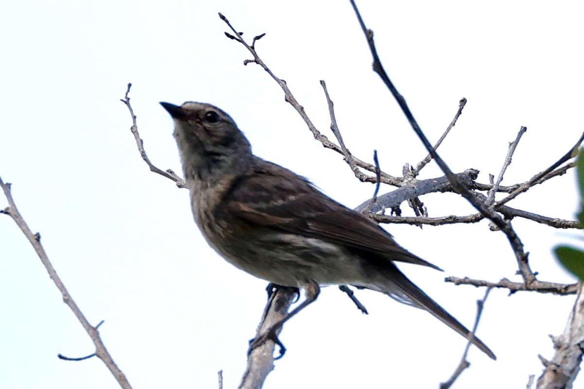 Yellow-rumped Warbler - ML336478591