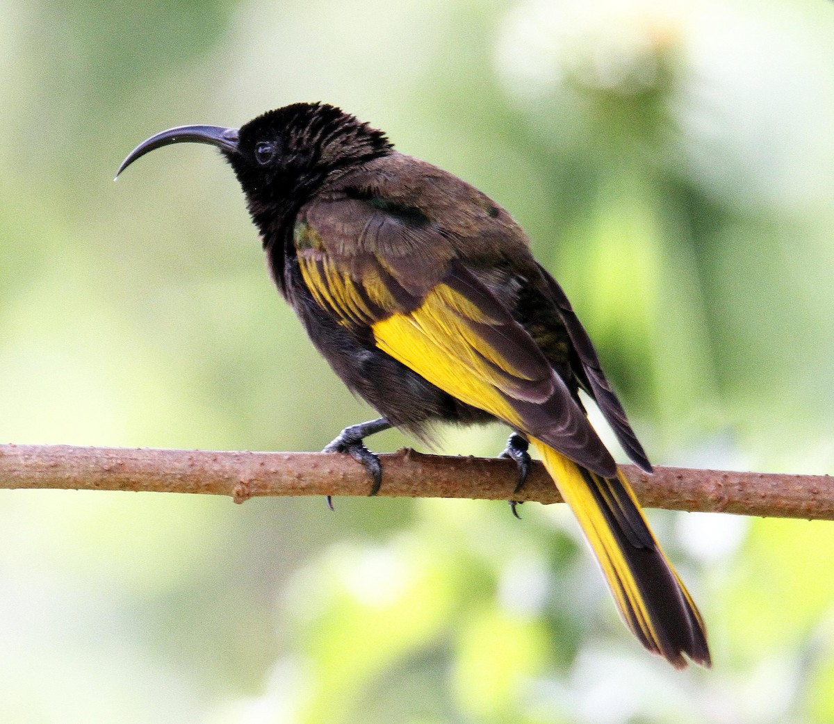 Golden-winged Sunbird - ML336478941