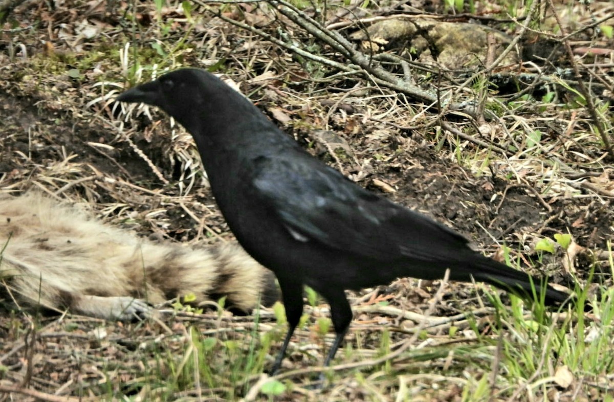 Common Raven - ML336479061