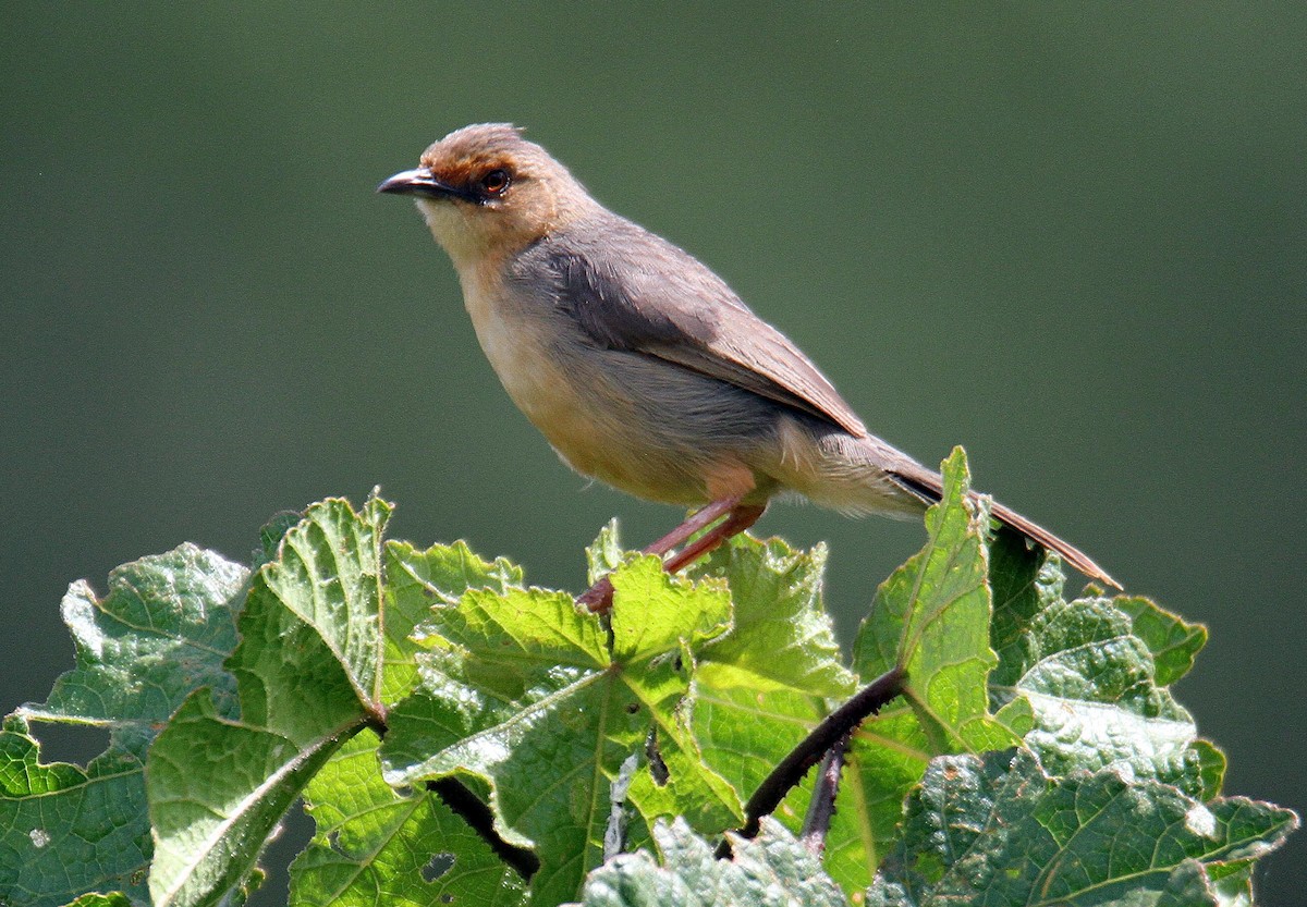 Red-faced Cisticola - Peter EO Usher