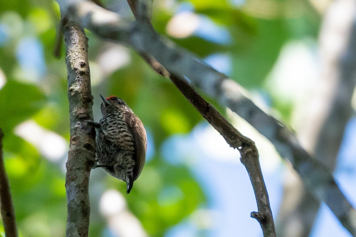 White-wedged Piculet - ML336479701