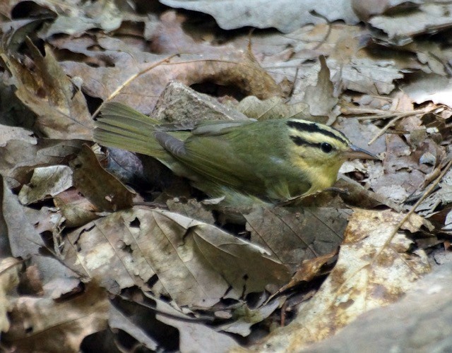 Worm-eating Warbler - Byron Hukee
