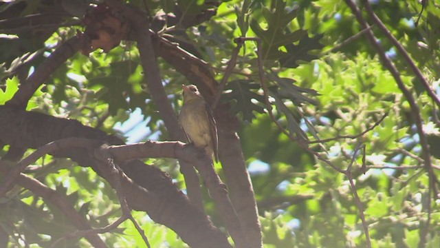 Western Flycatcher (Pacific-slope) - ML336481841