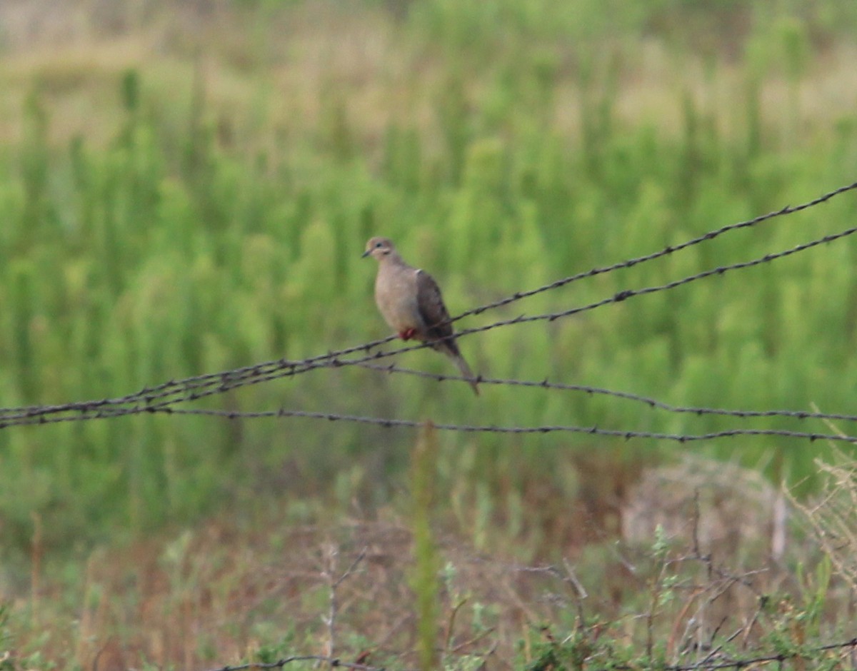 Mourning Dove - ML33648301