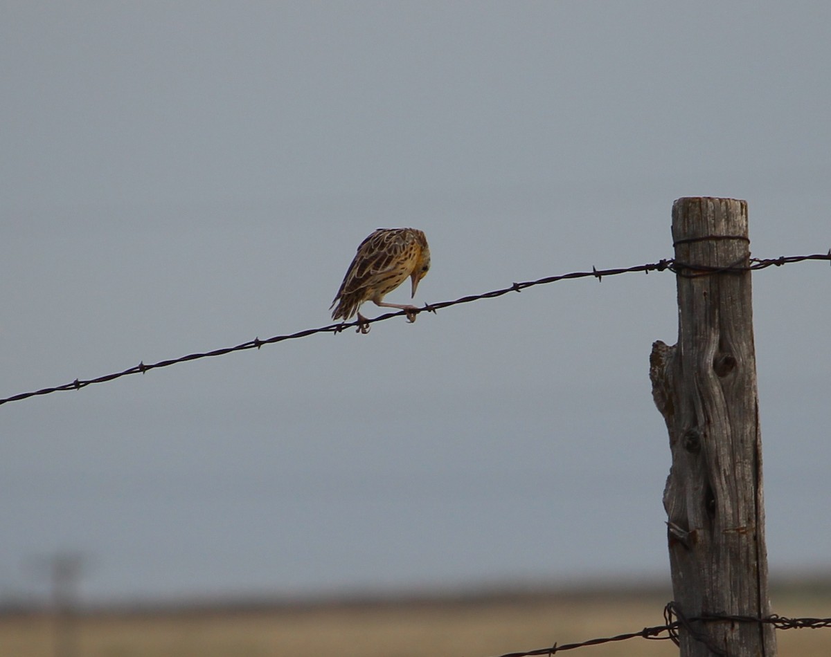 Eastern Meadowlark - ML33648321