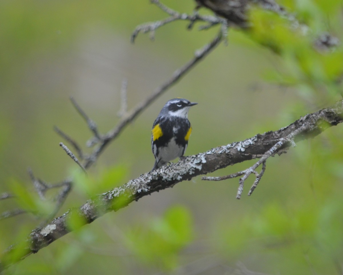 Yellow-rumped Warbler - ML336483221