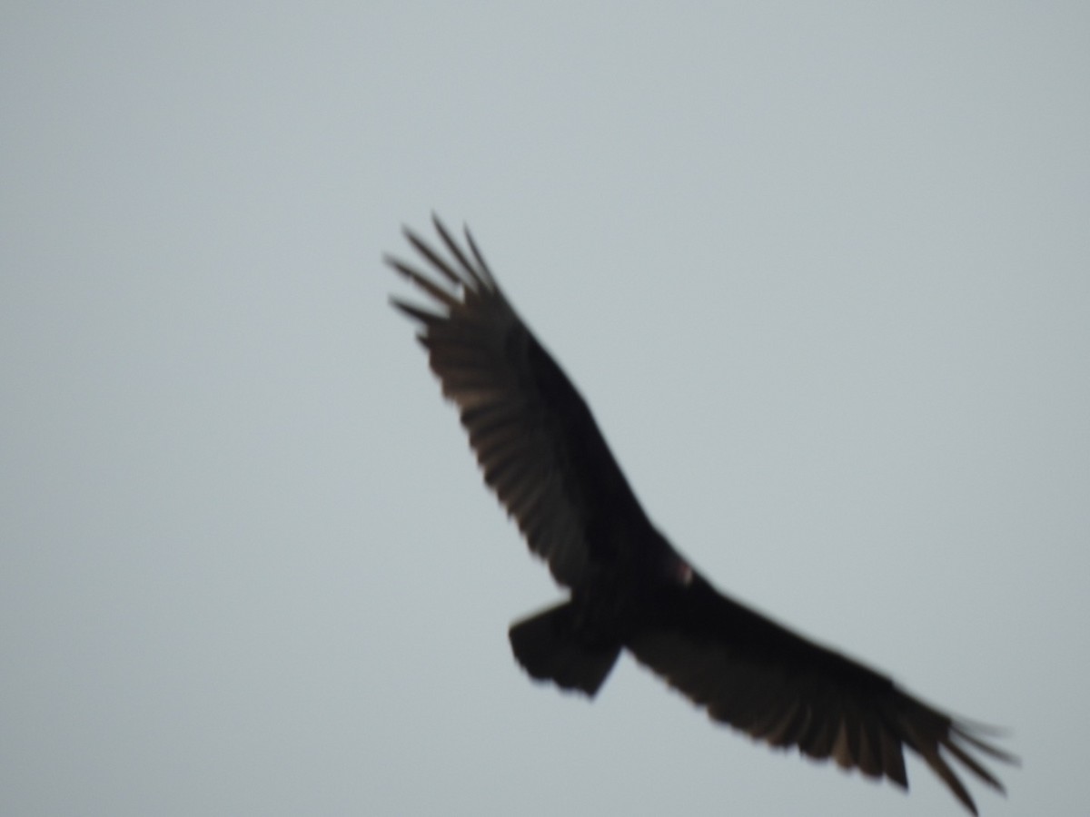Turkey Vulture - ML336483321