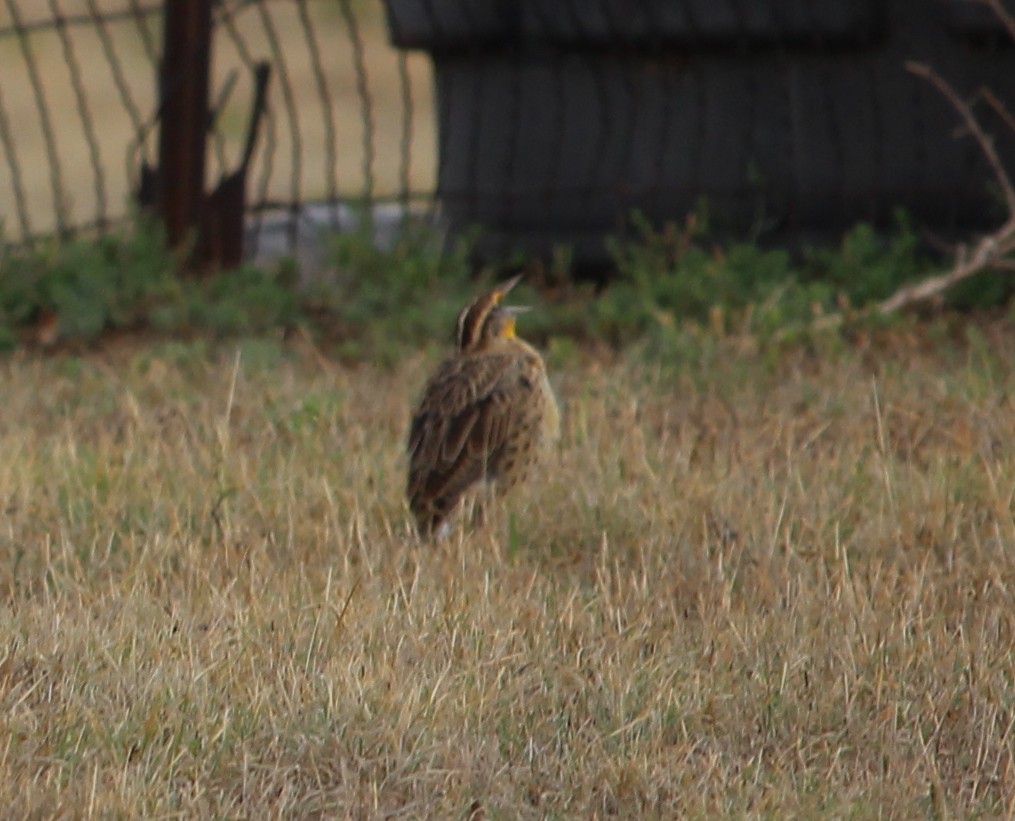 Eastern Meadowlark - ML33648351