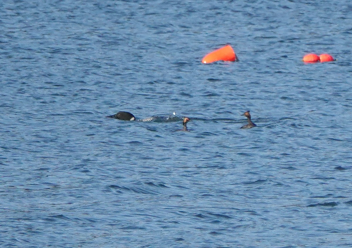 Eared Grebe - ML336483691