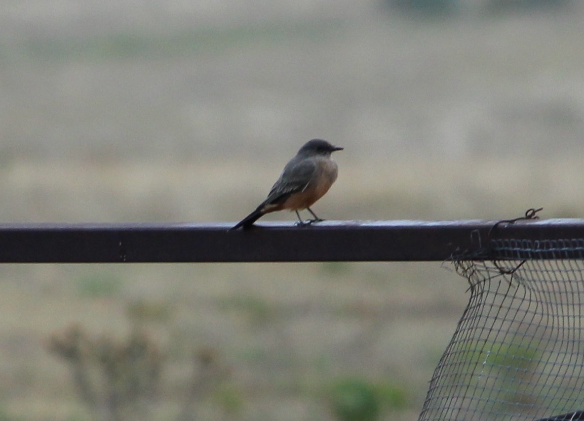 Say's Phoebe - ML33648371