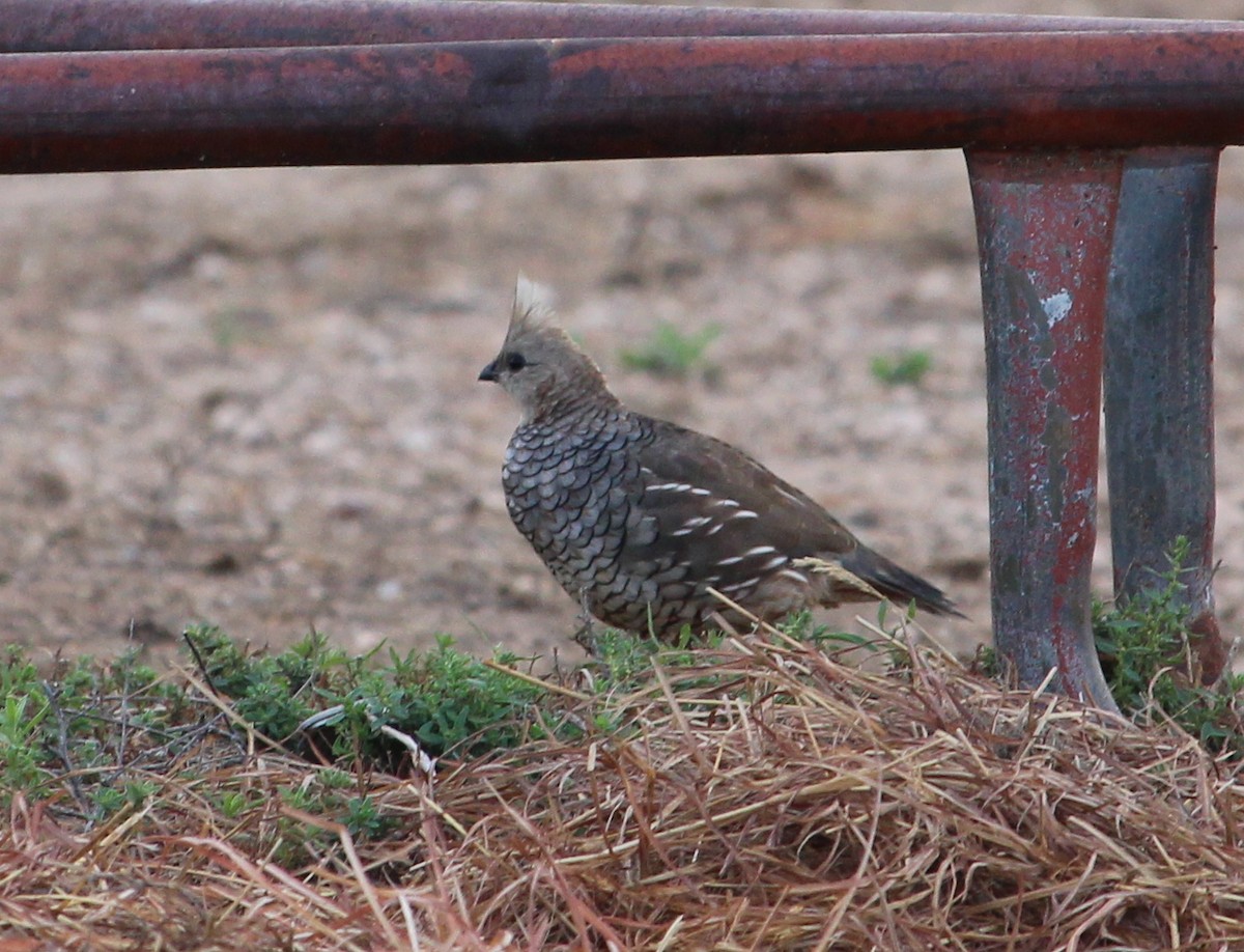 Scaled Quail - Jessie  Brantwein