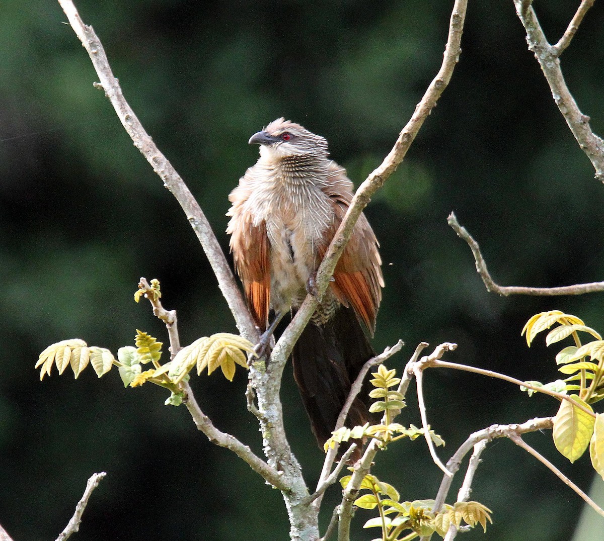 White-browed Coucal - ML336484831