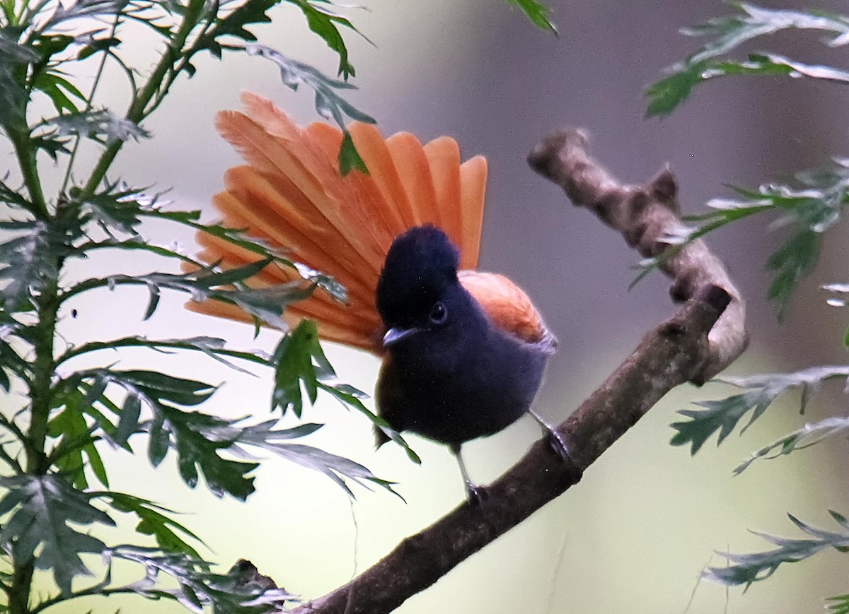 African Paradise-Flycatcher - ML336485071