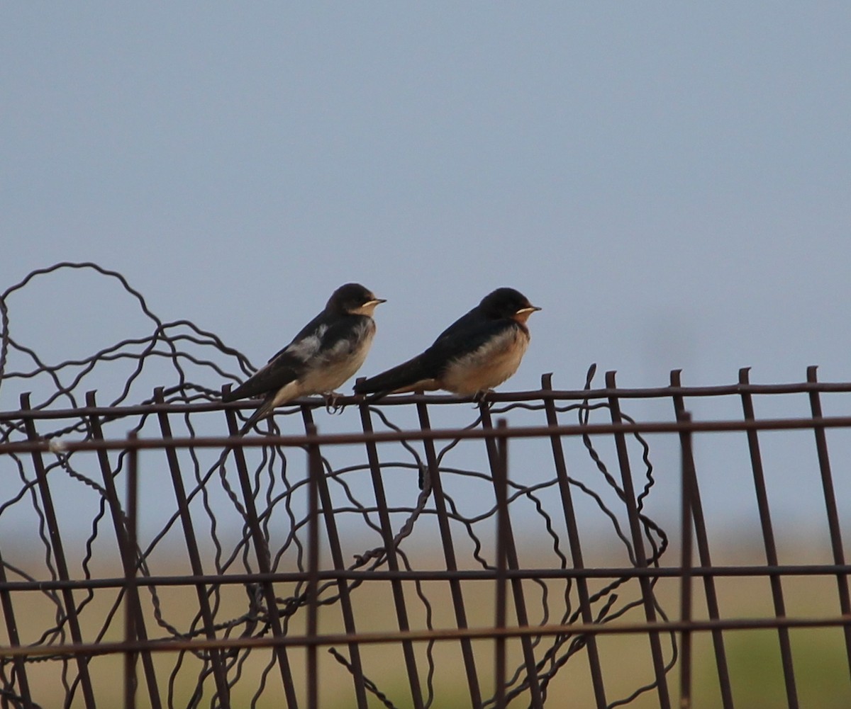 Barn Swallow - Jessie  Brantwein