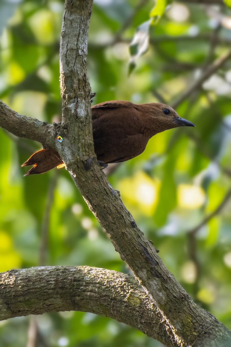 Rufous Woodpecker - ML336485171