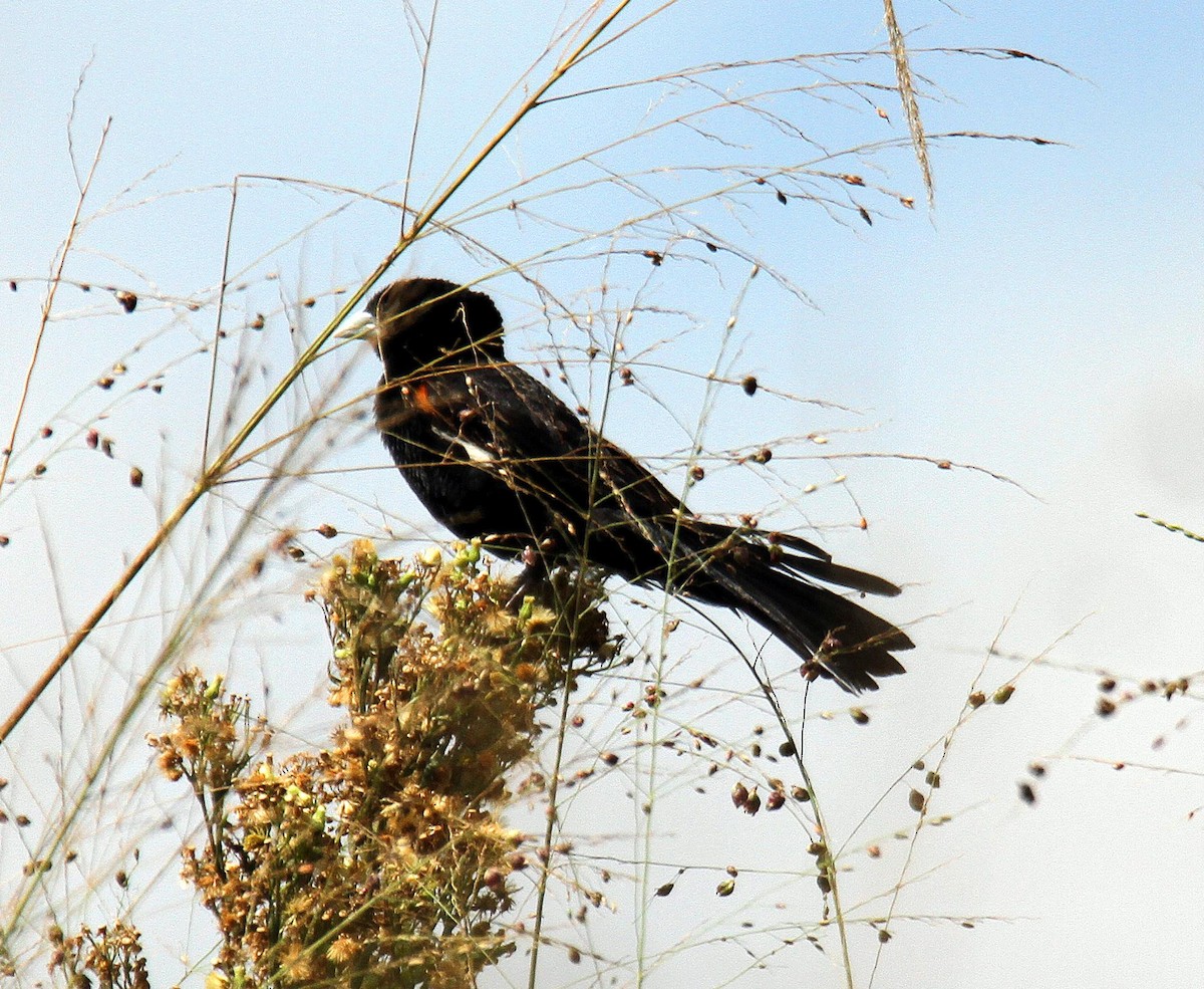 White-winged Widowbird - ML336485531