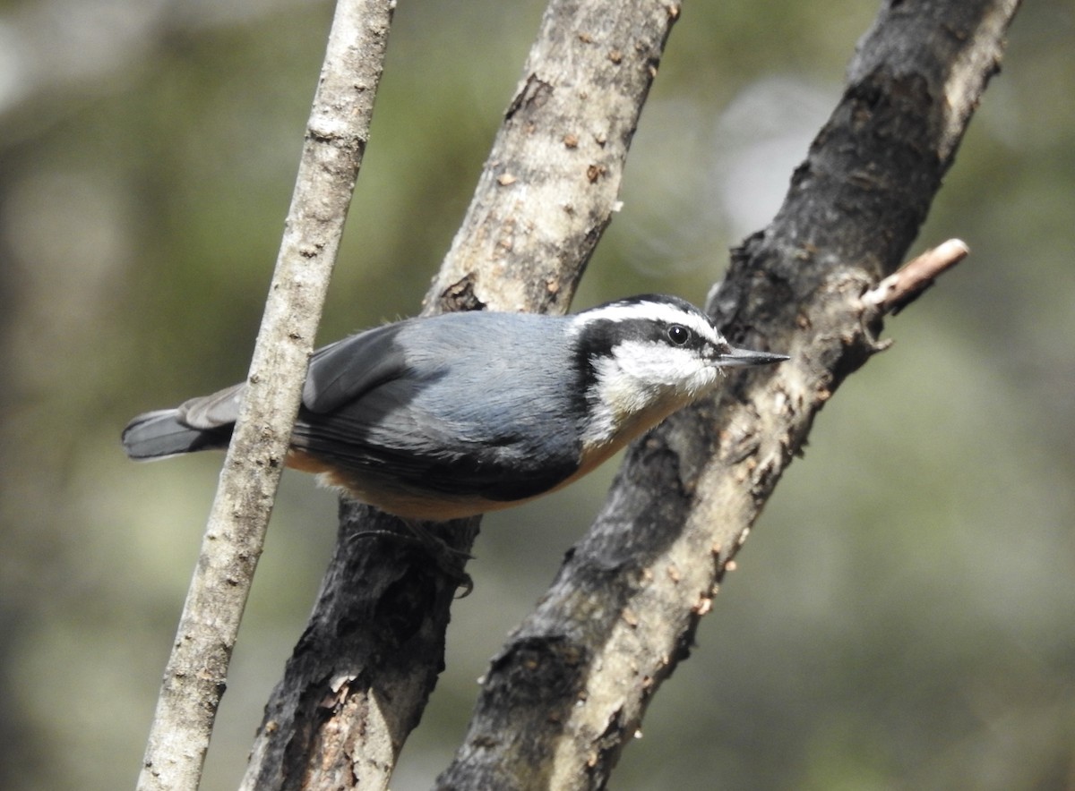 Red-breasted Nuthatch - ML336486111