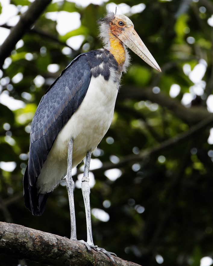 Lesser Adjutant - 独行虾 Bird.soong