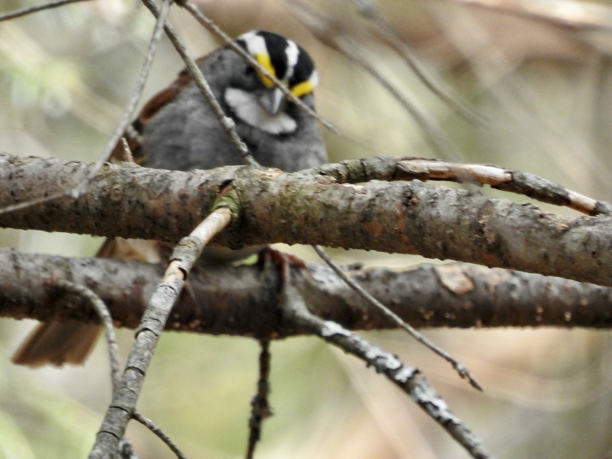 White-throated Sparrow - ML336486881