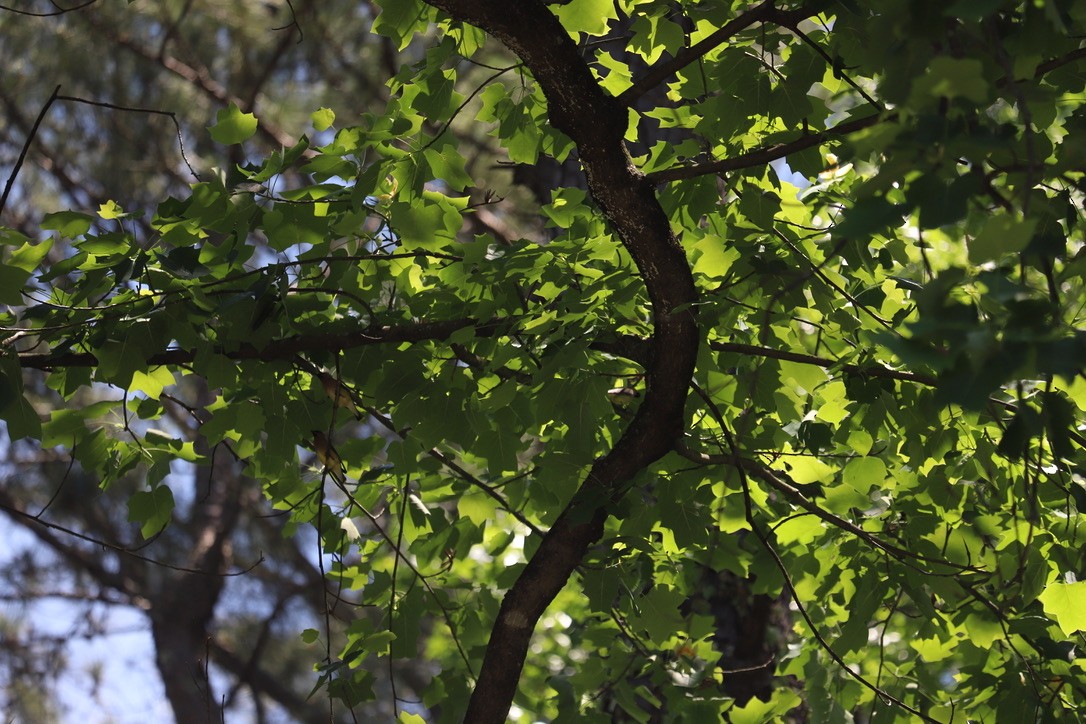 Cedar Waxwing - ML336488331