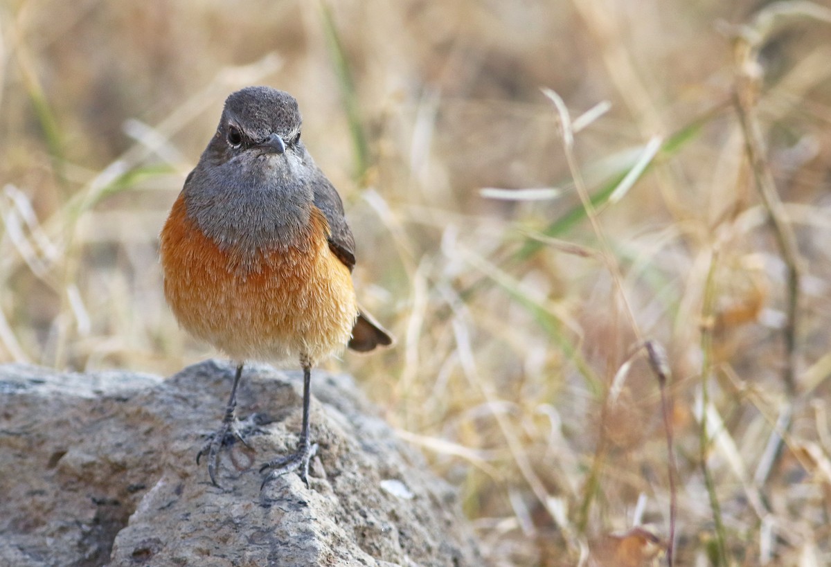 Little Rock-Thrush - ML33649111