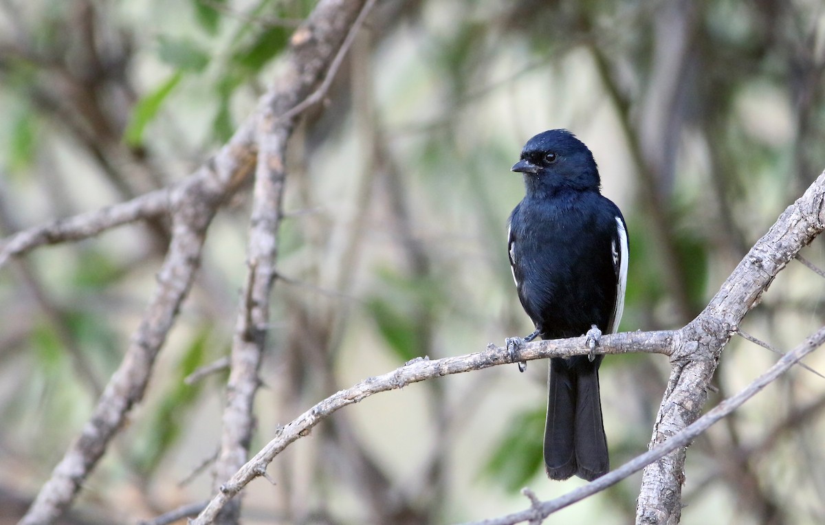 White-winged Black-Tit - Andrew Spencer