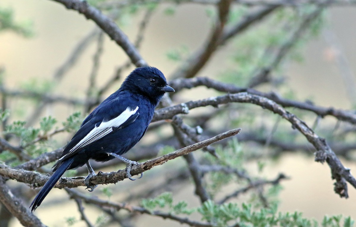 White-winged Black-Tit - Andrew Spencer