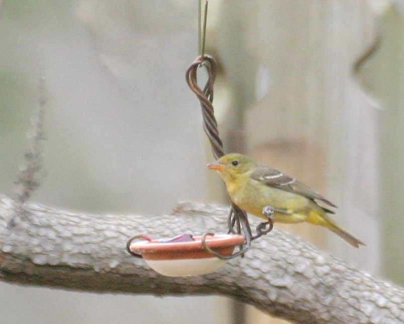 Western Tanager - Pierre Howard