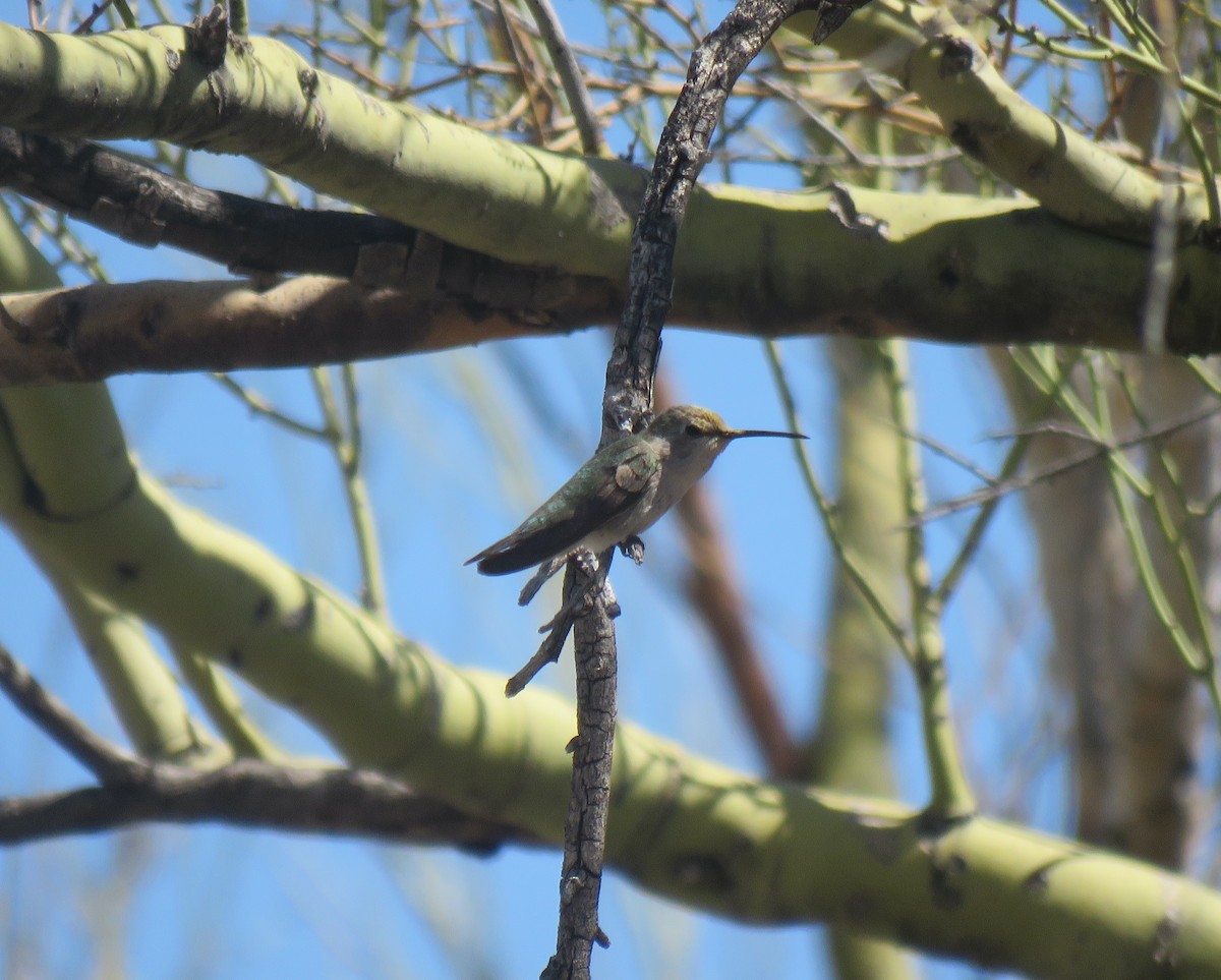 Black-chinned Hummingbird - ML336493521