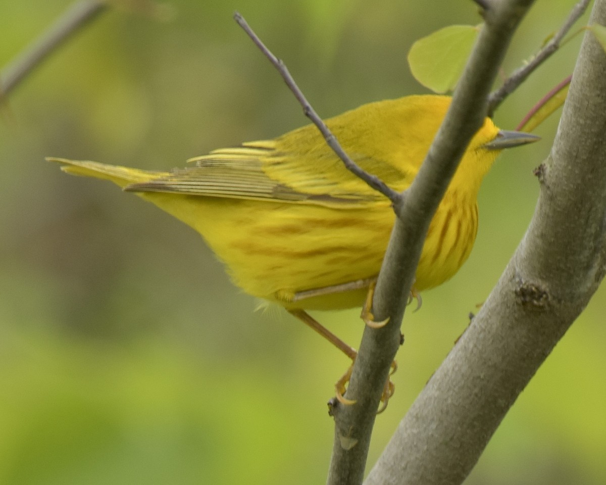 Yellow Warbler - ML336494011