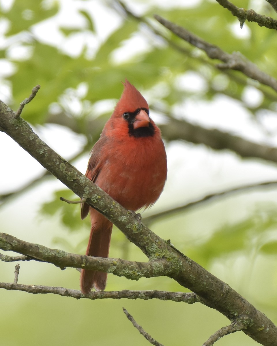 Cardinal rouge - ML336494031